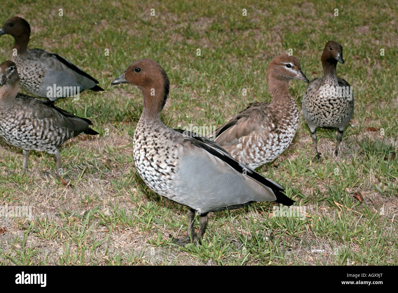 Group of male and female Maned Geese jubata Stock Photo