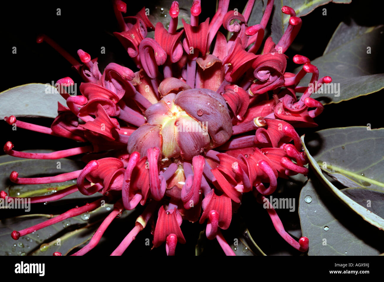 Tasmanian Waratah- Telopea truncata-Family Proteaceae Stock Photo