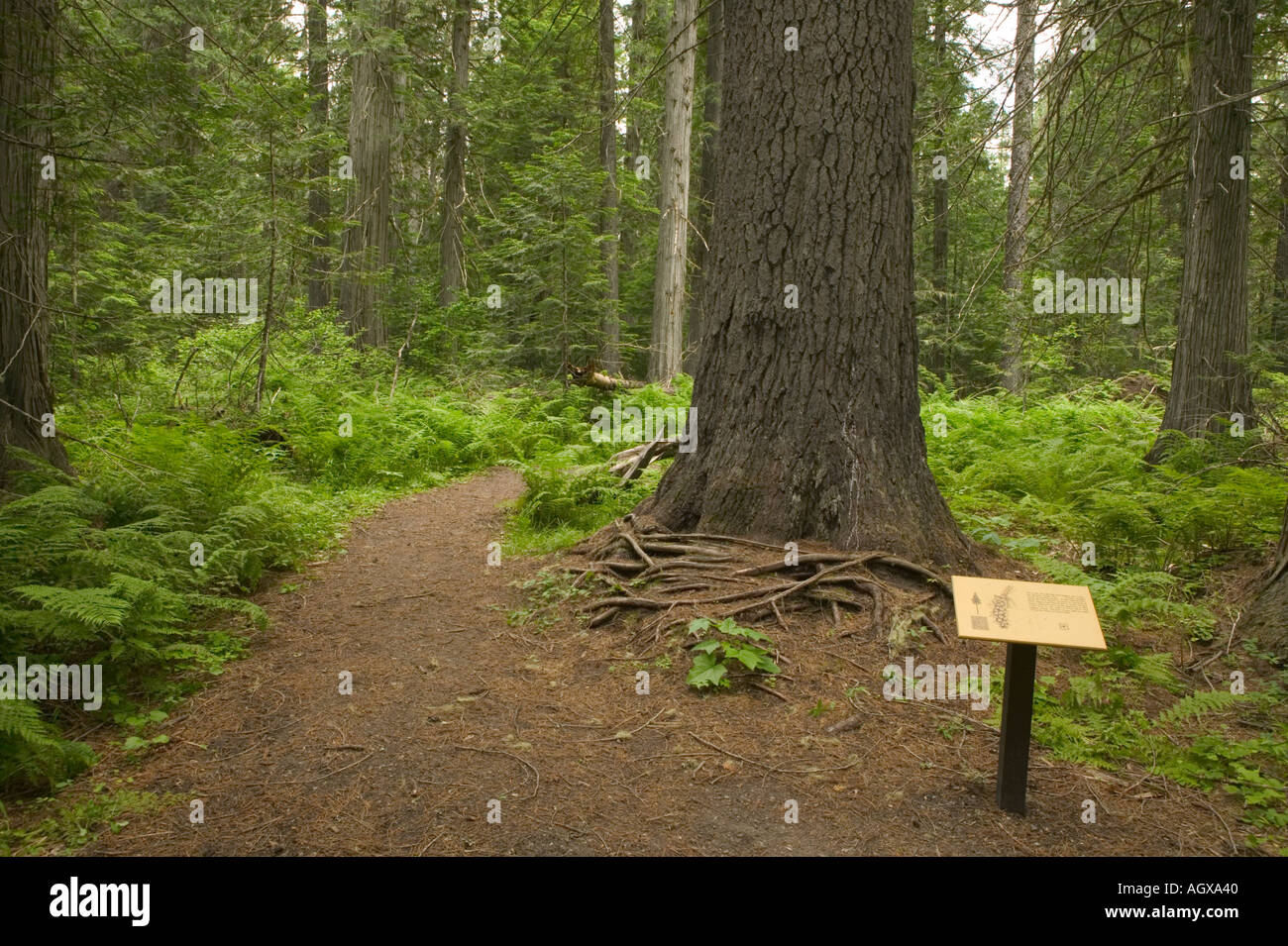 Hanna Flats Cedar Grove Interpretive Trail Stock Photo Alamy