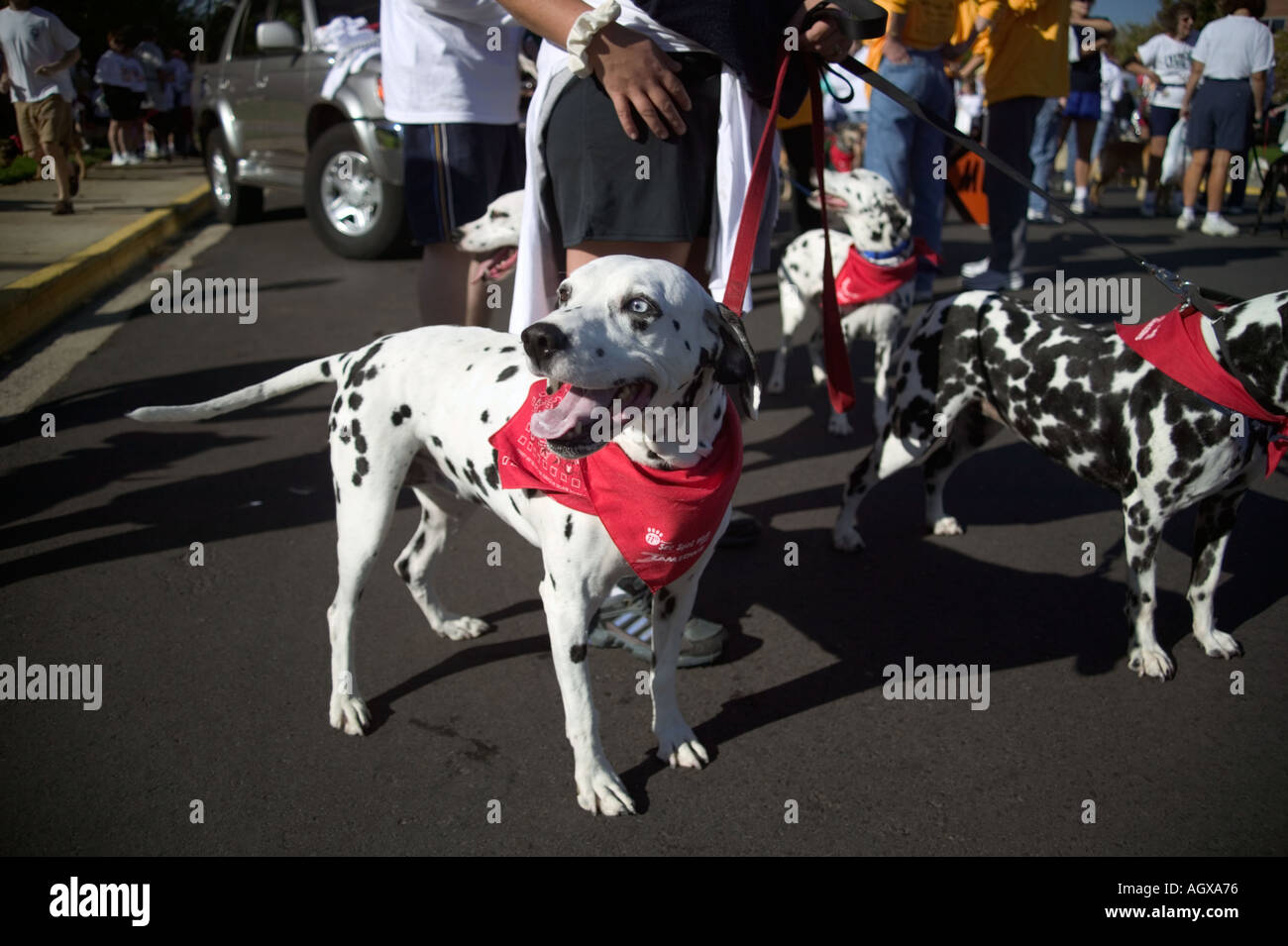 See Spot Walk dog walk festival in Boise Idaho Stock Photo Alamy