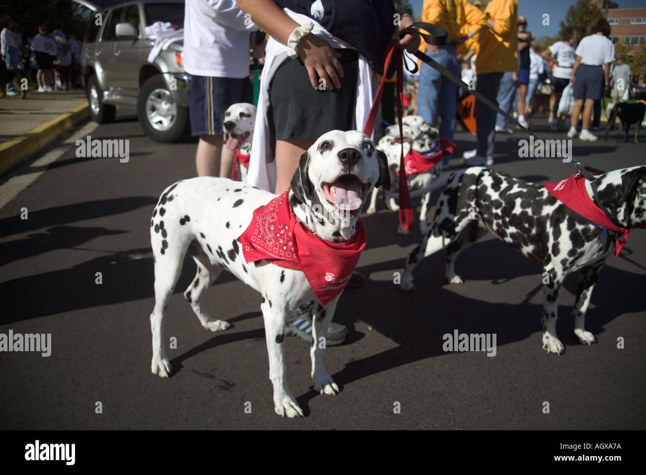 See Spot Walk dog walk festival in Boise Idaho Stock Photo Alamy