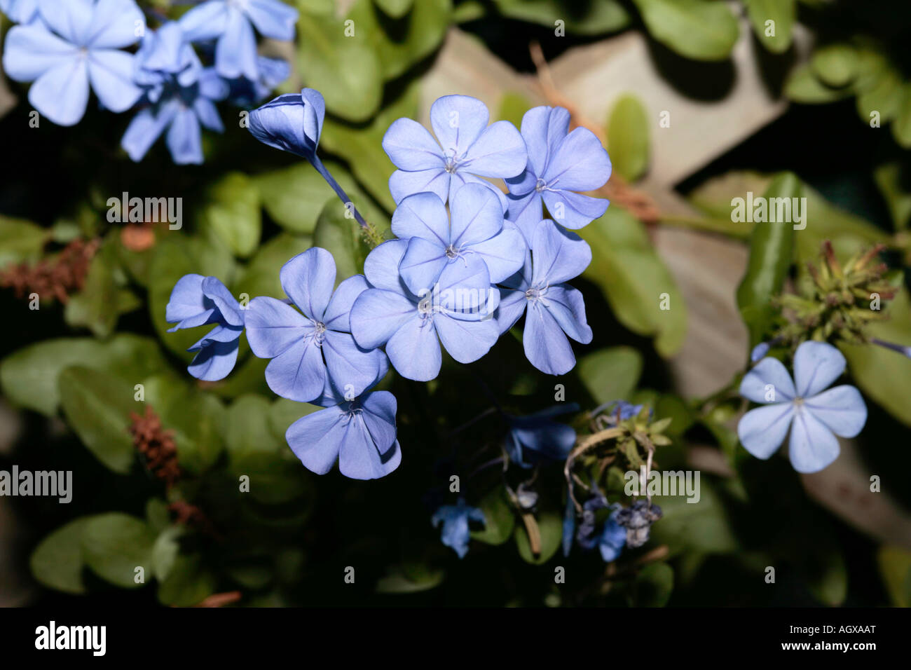 Plumbago/Leadwort- Plumbago auriculata- Family Plumbaginaceae Stock Photo