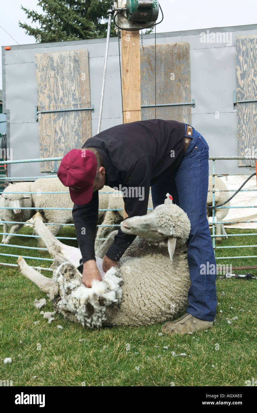 Sheep shearing demonstration Trailing of the Sheep Folklife Festival