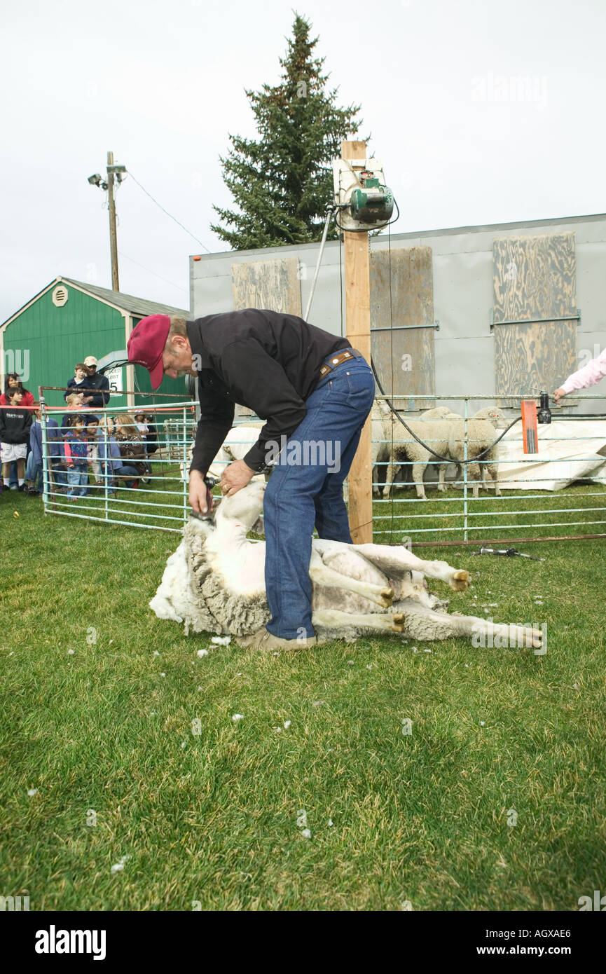 Sheep shearing demonstration Trailing of the Sheep Folklife Festival Blaine County Hailey Idaho