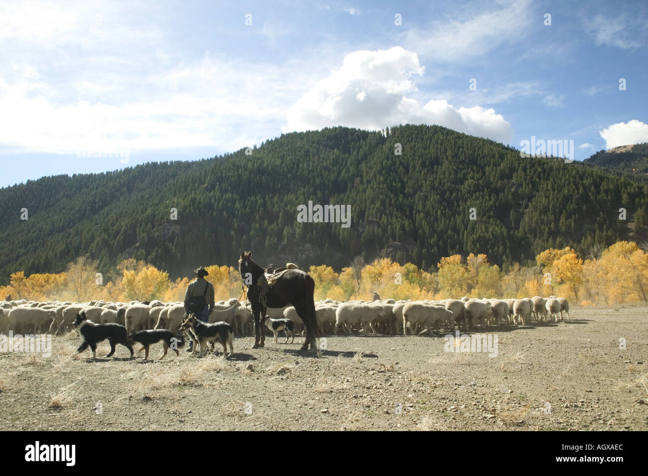 sheep dust sheepdogs dogs herd herding ranching farming culture ...