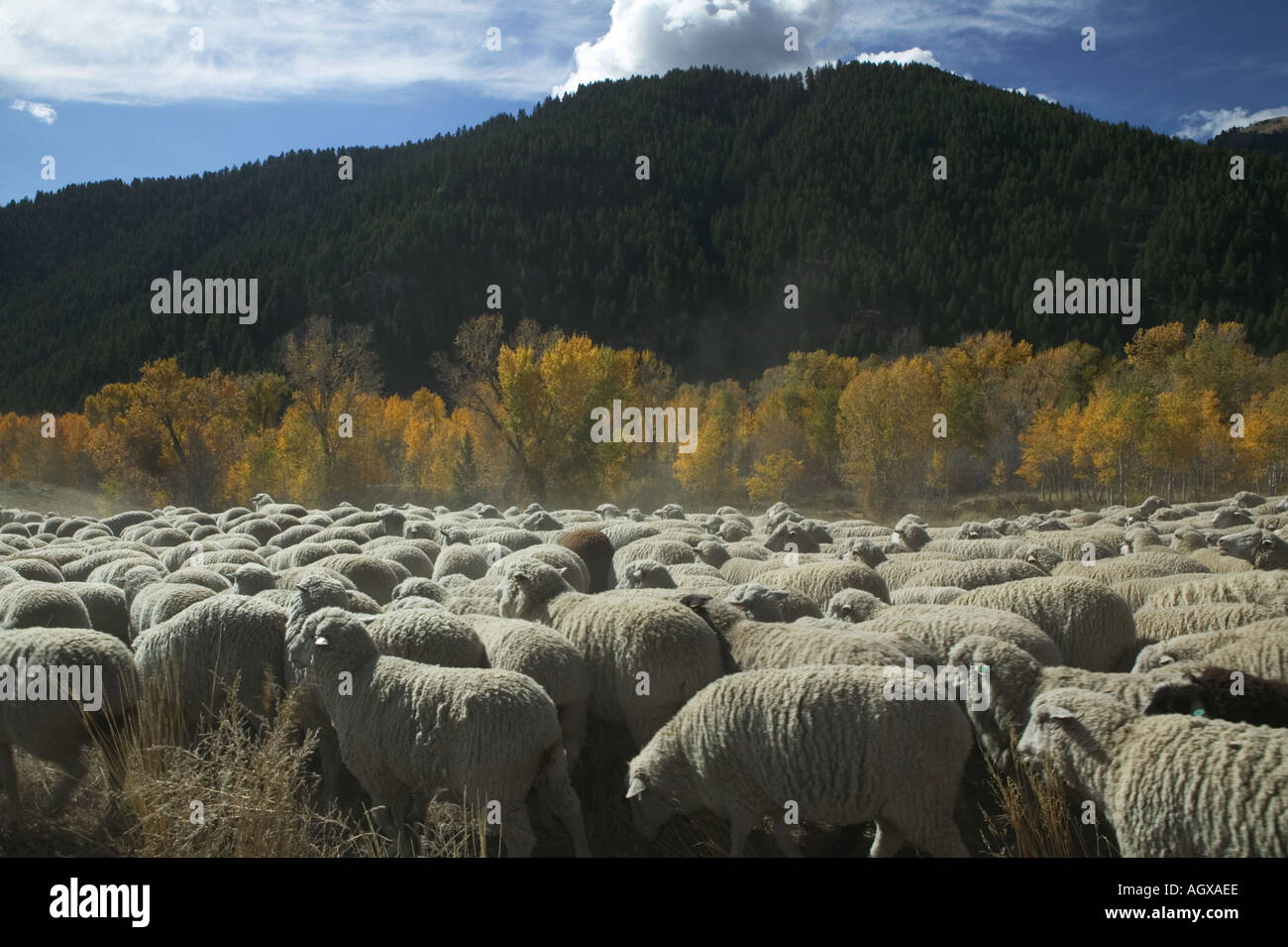 Trailing of the Sheep Ketchum Idaho A Basque sheepherder tradition