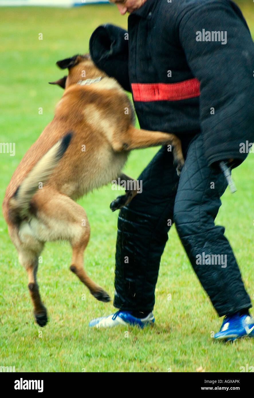 Training of police dog Stock Photo Alamy