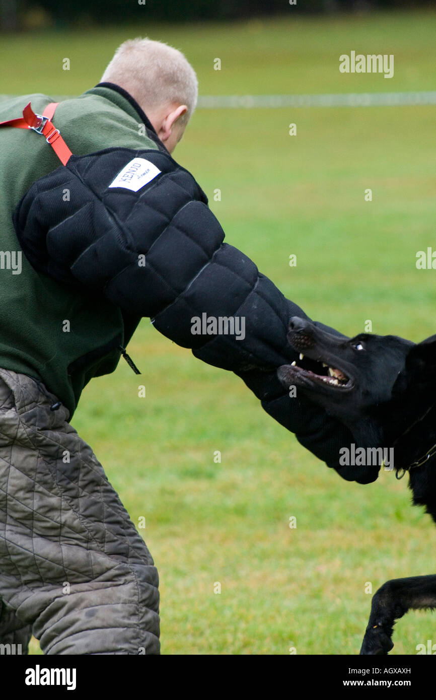 Training of police dog Stock Photo Alamy