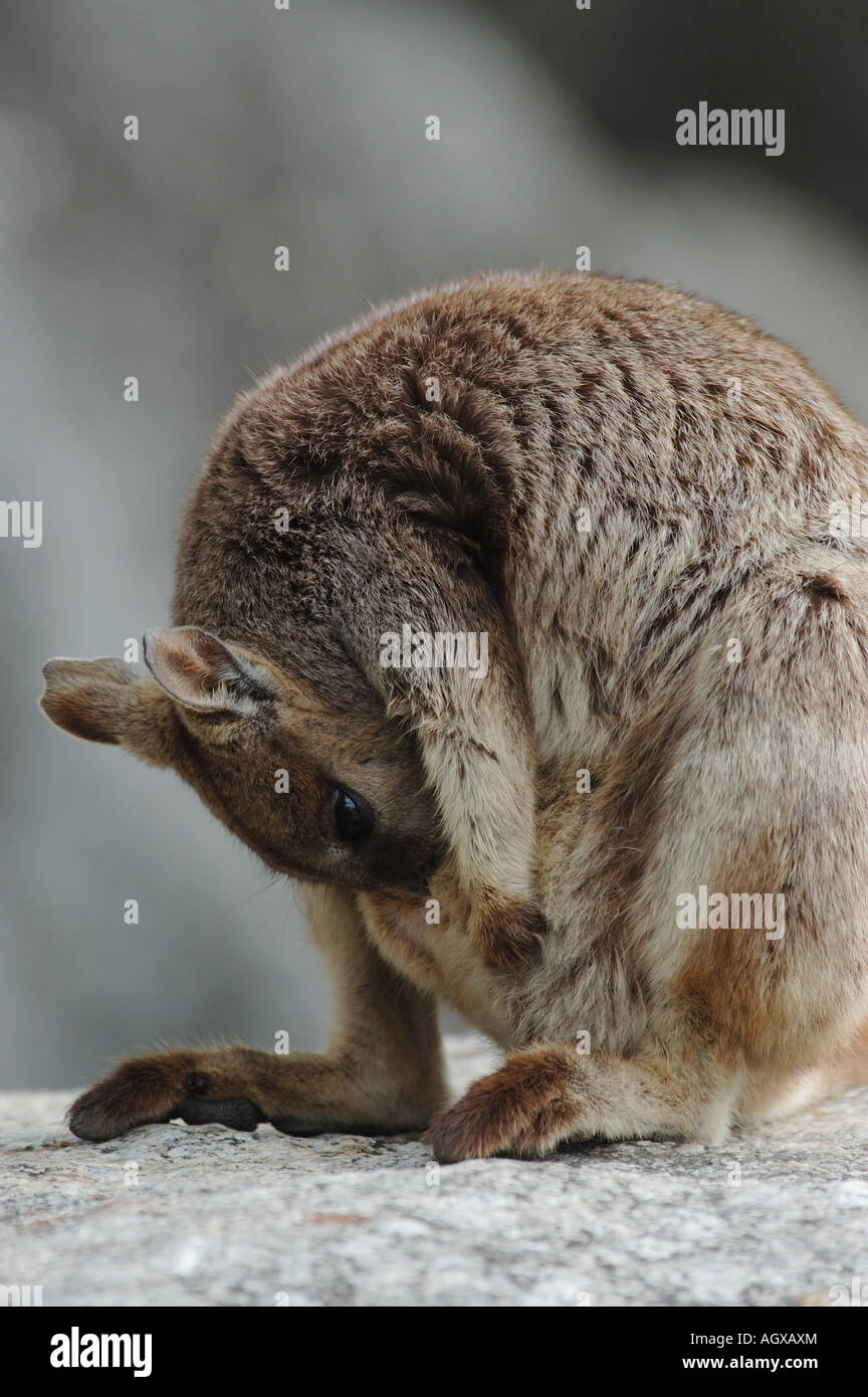 Mother Mareeba Rock Wallaby washing her baby in the pouch at Granite Gorge, Queensland, Australia Stock Photo