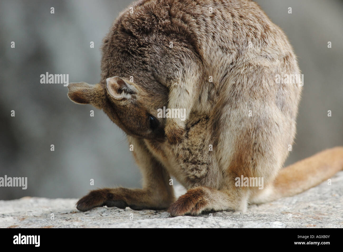 Female Mareeba Rock Wallaby (Petrogale mareeba) washing her baby, Australia Stock Photo