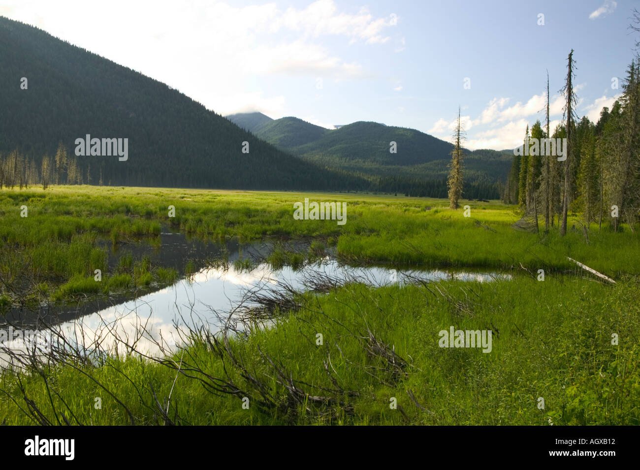 Hughes Meadows Hughes Fork of the Priest River Kaniksu National Forest