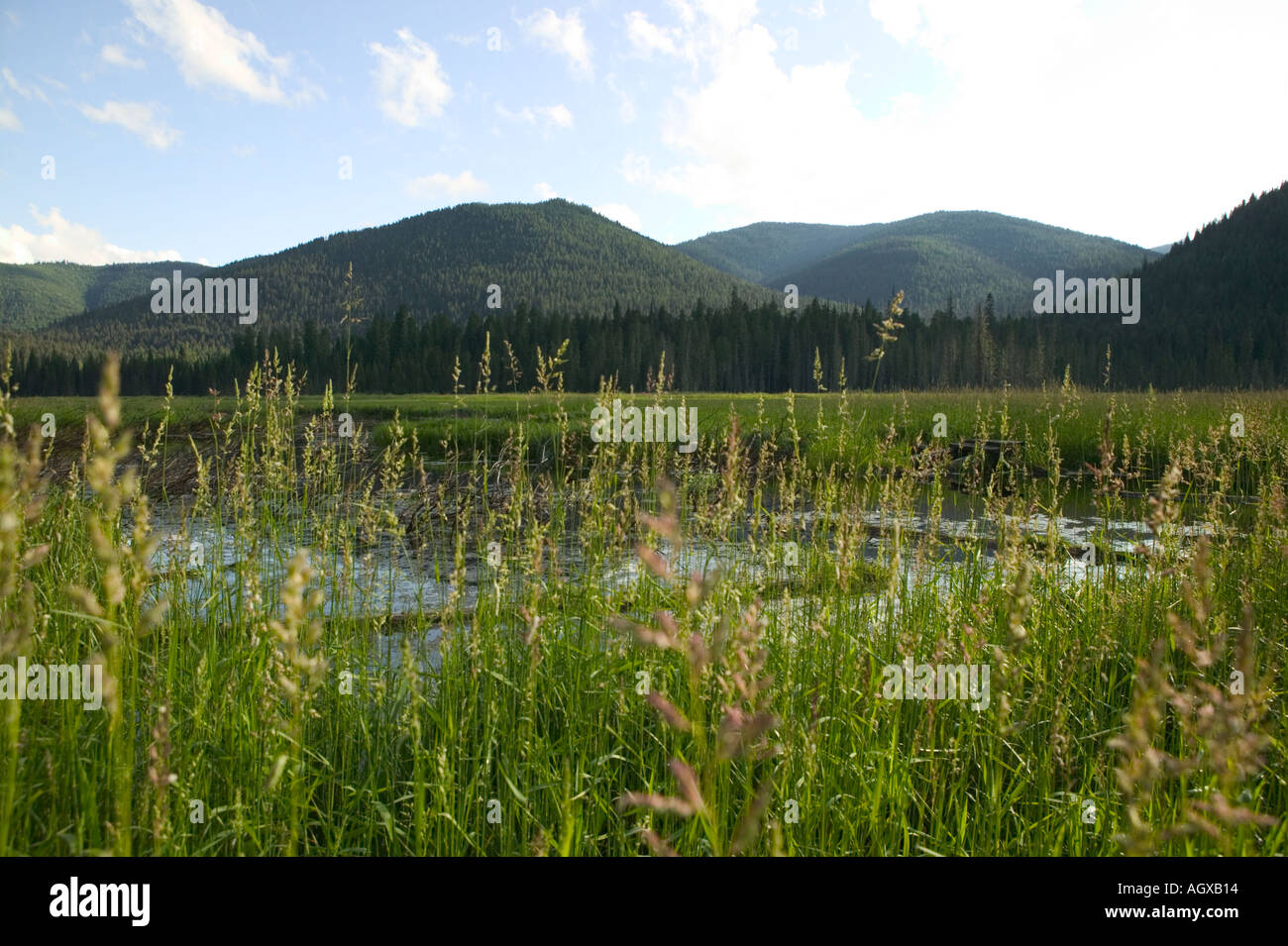Hughes Meadows Hughes Fork of the Priest River Kaniksu National Forest