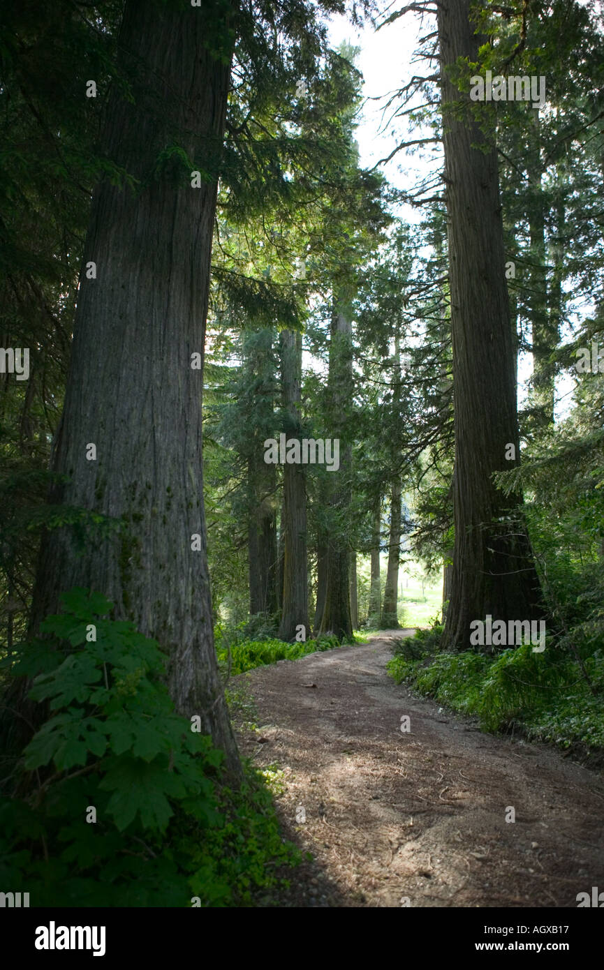 Hughes Meadows Hughes Fork of the Priest River Kaniksu National Forest Boundary County Idaho USA Stock Photo