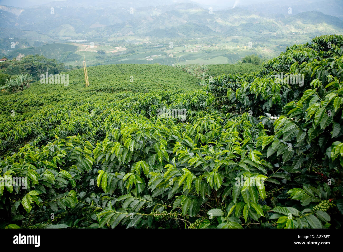 Zona Cafetera coffee country Stock Photo