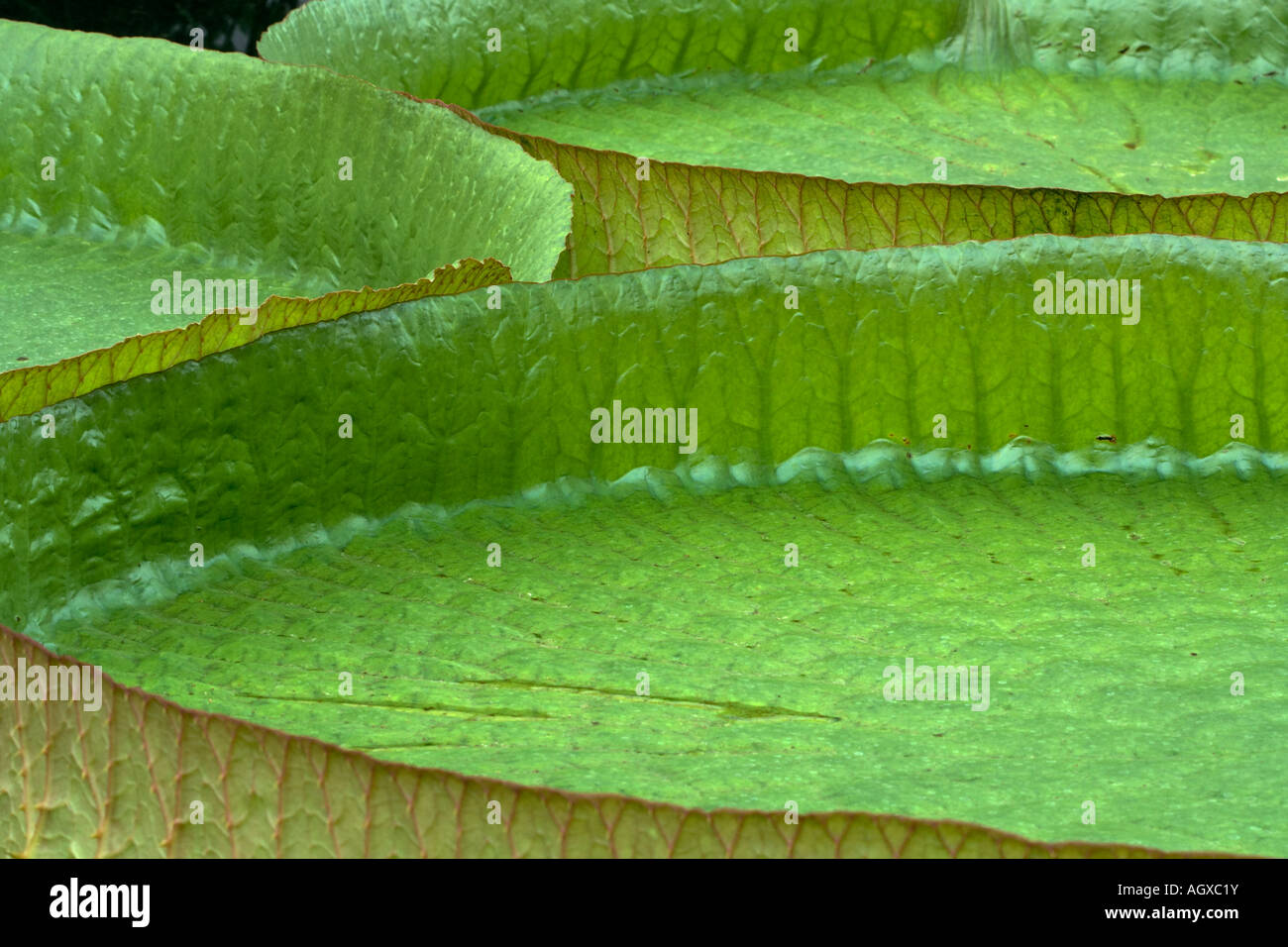 victoria cruziana waterlily leaves floating on the water Stock Photo ...