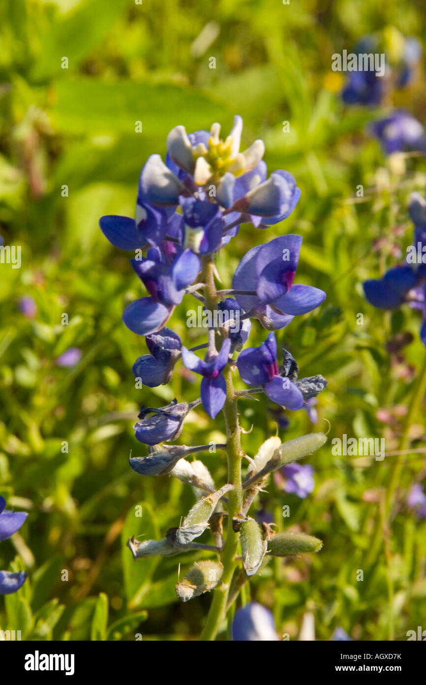 Bluebonnet, the official state flower of Texas USA Stock Photo - Alamy