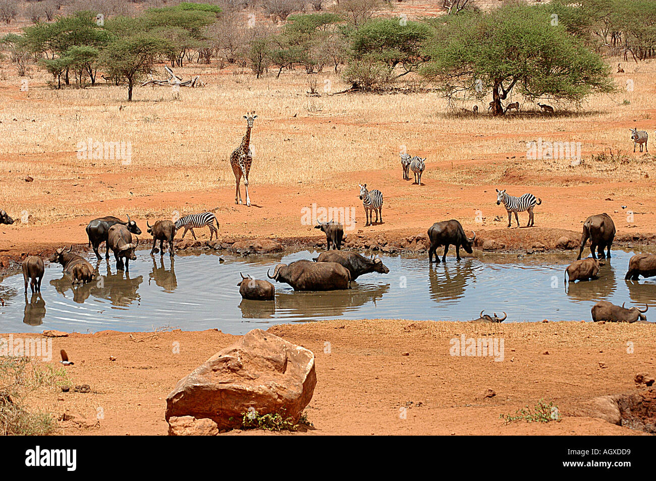 Some of Kenya's wildlife share the Kiliguni water hole during the dry