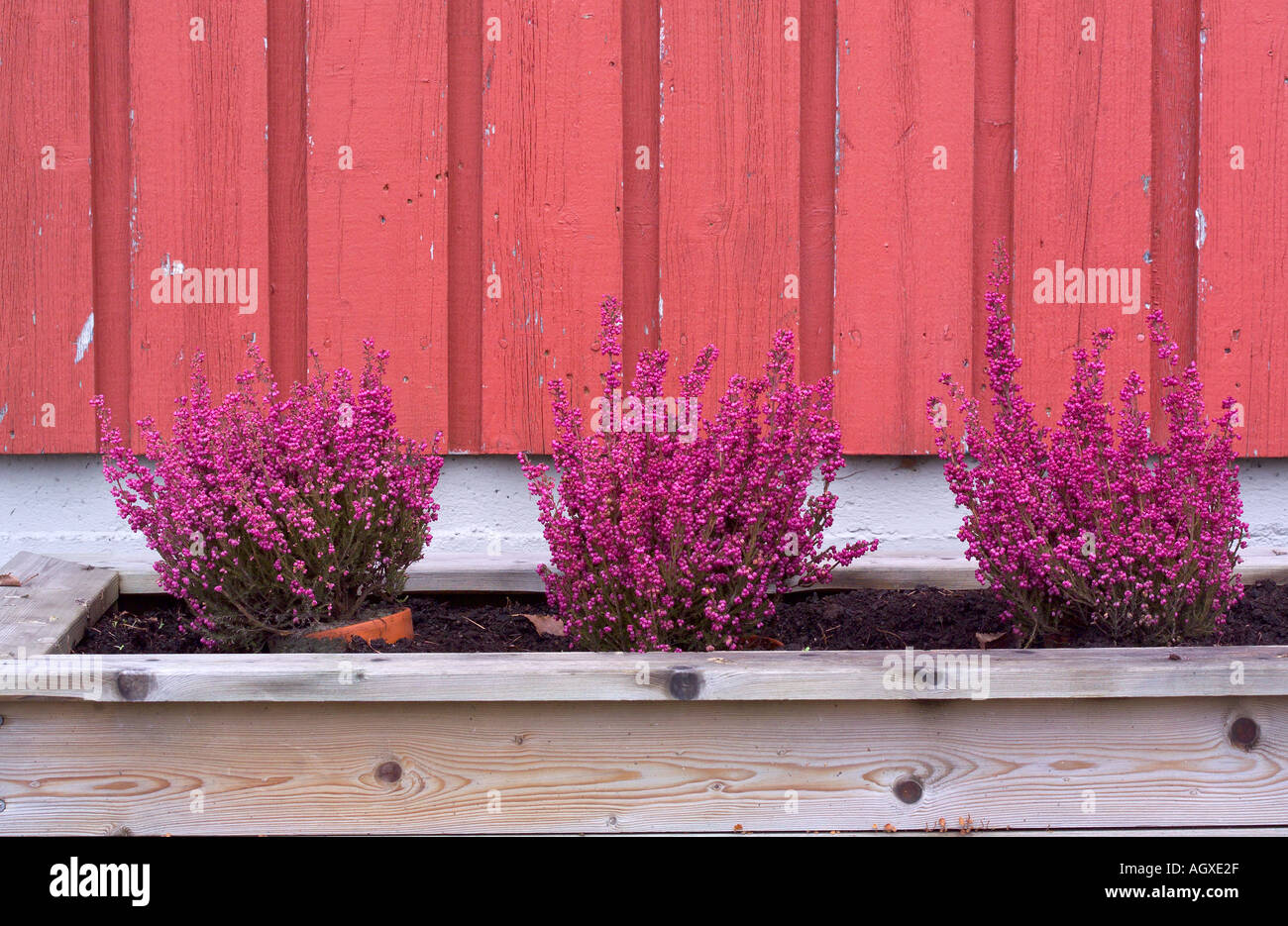 Bell heather as garden plant Stock Photo