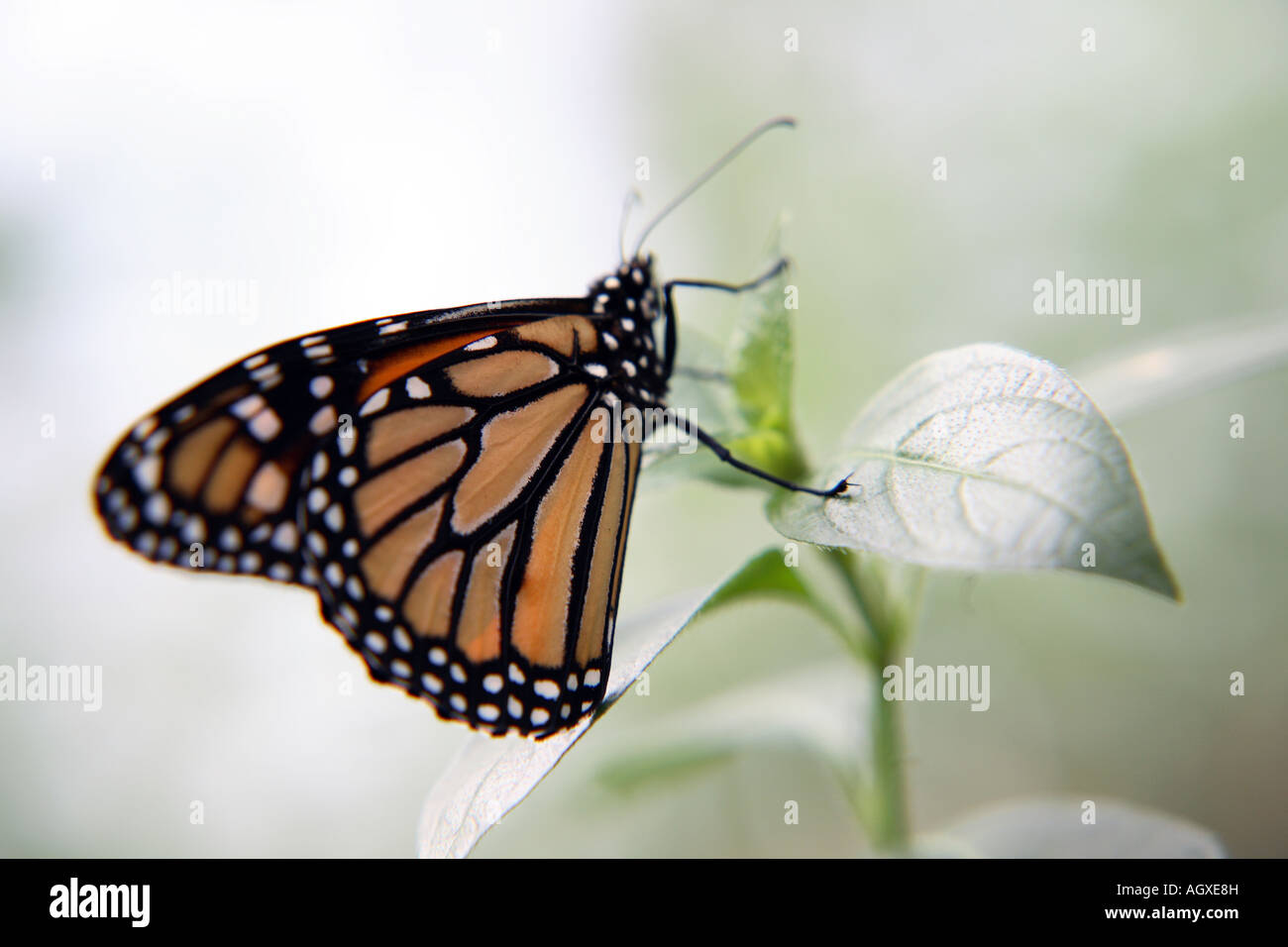 Close up of a Monarch Butterfly on a leaf Stock Photo