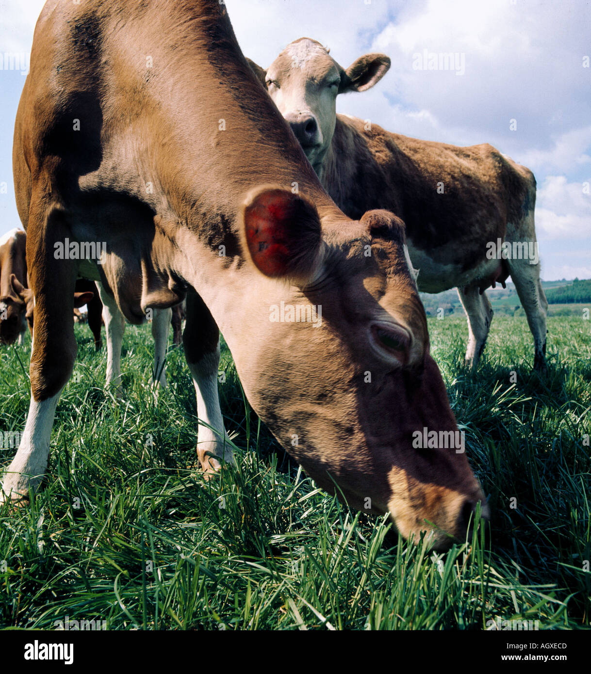DAIRY COWS EATING GRASS Stock Photo Alamy