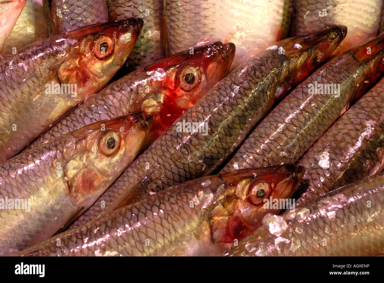 Heads and tails. Fish for sale, France Stock Photo Alamy