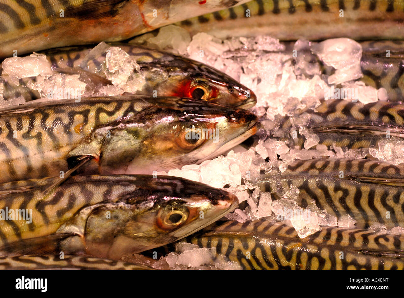 Scale pattern hires stock photography and images Alamy