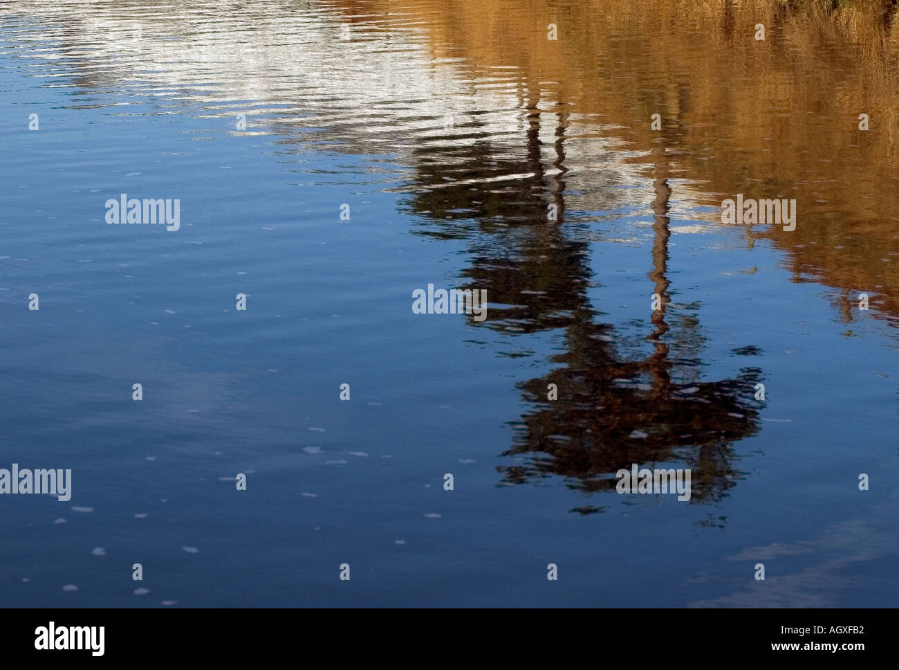 Three trees reflected in water Stock Photo - Alamy