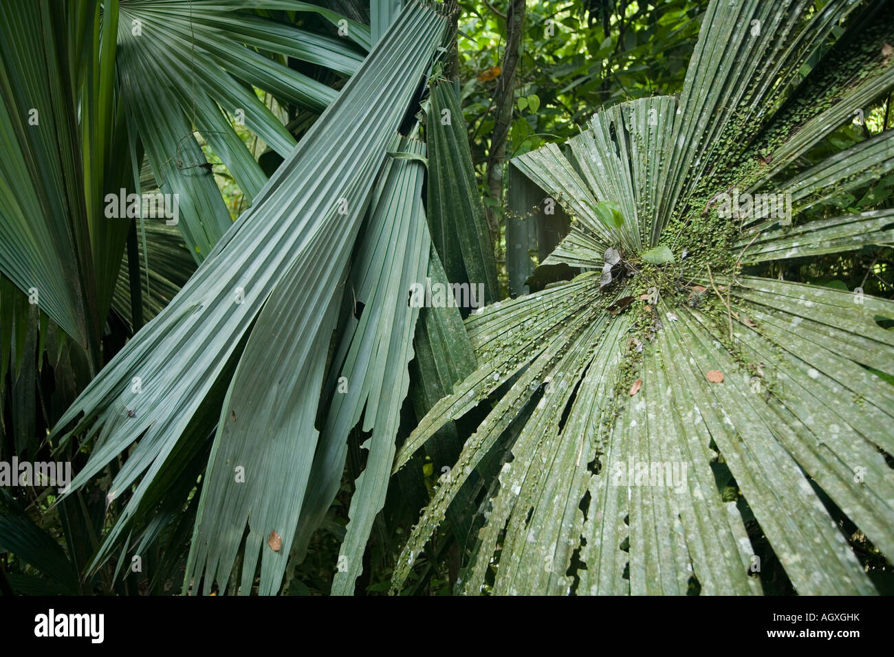 Jungle foliage Stock Photo