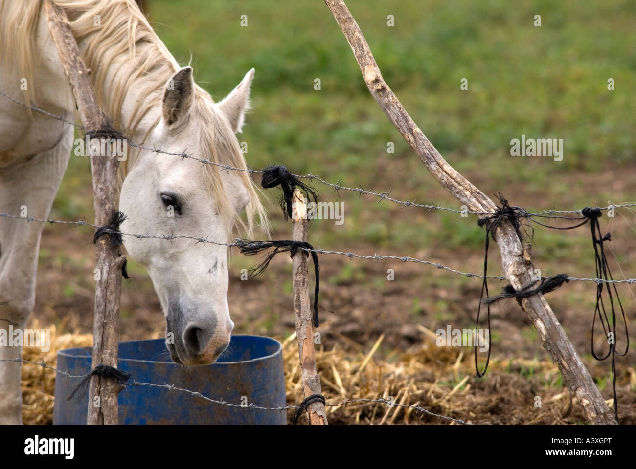 Horse eating from a pail of oats Stock Photo Alamy