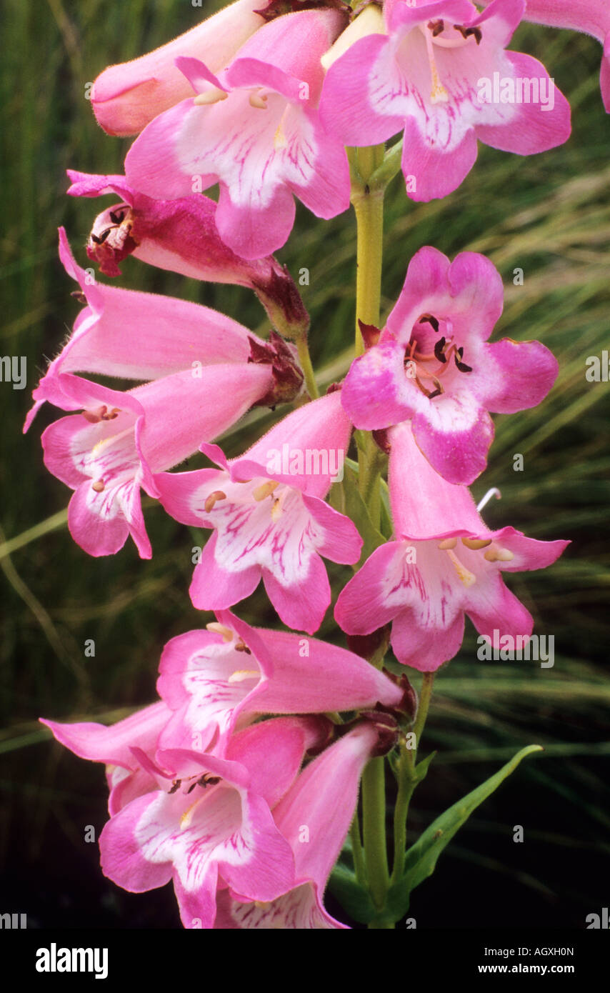 Penstemon 'Fujiyama' pink flower garden plant growing penstemons Stock Photo