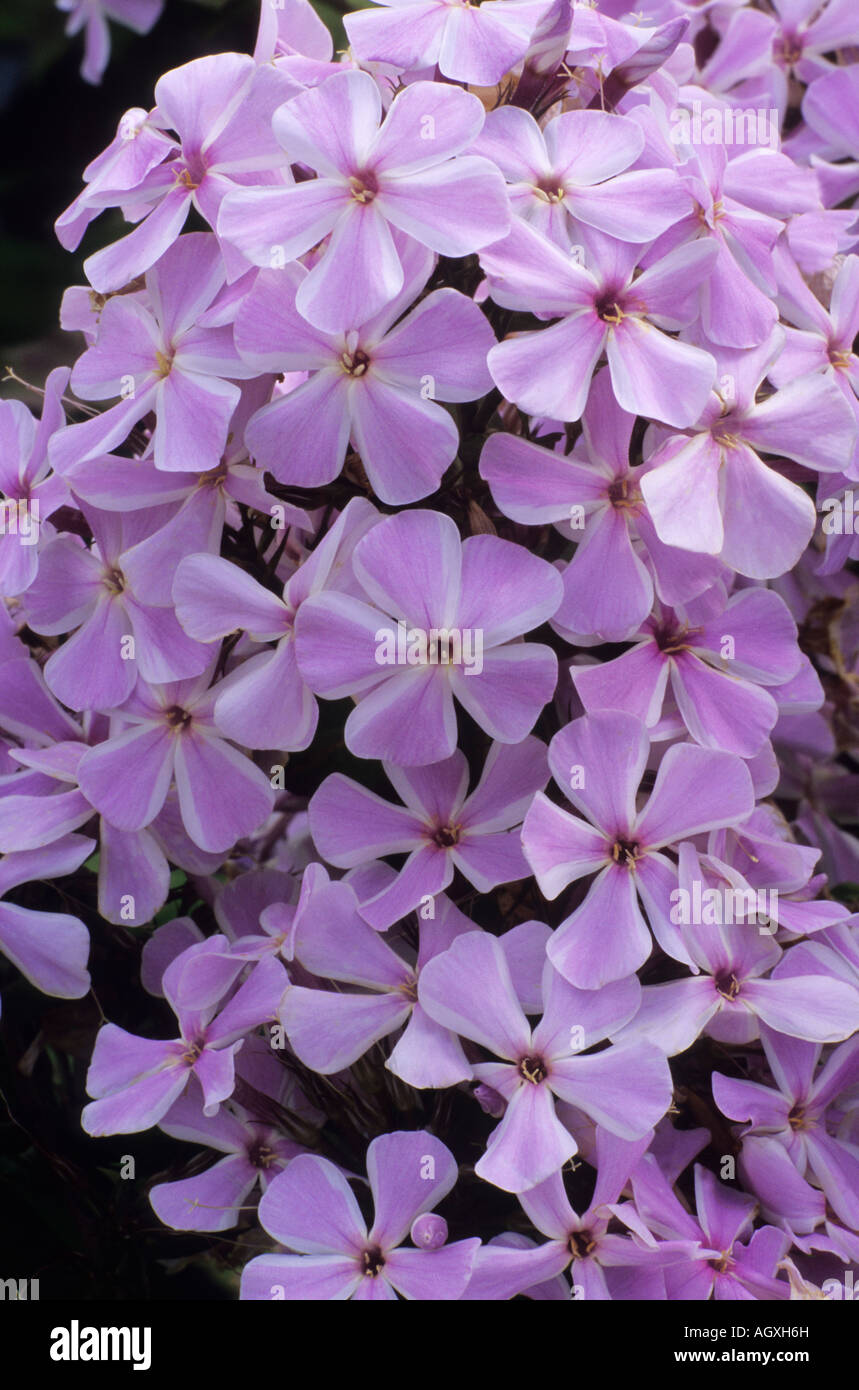 Phlox All in One Stock Photo