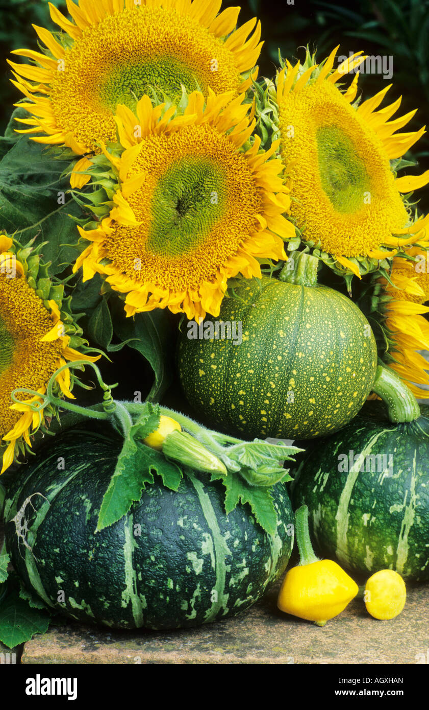 Sunflowers and Squash Autumn Stock Photo