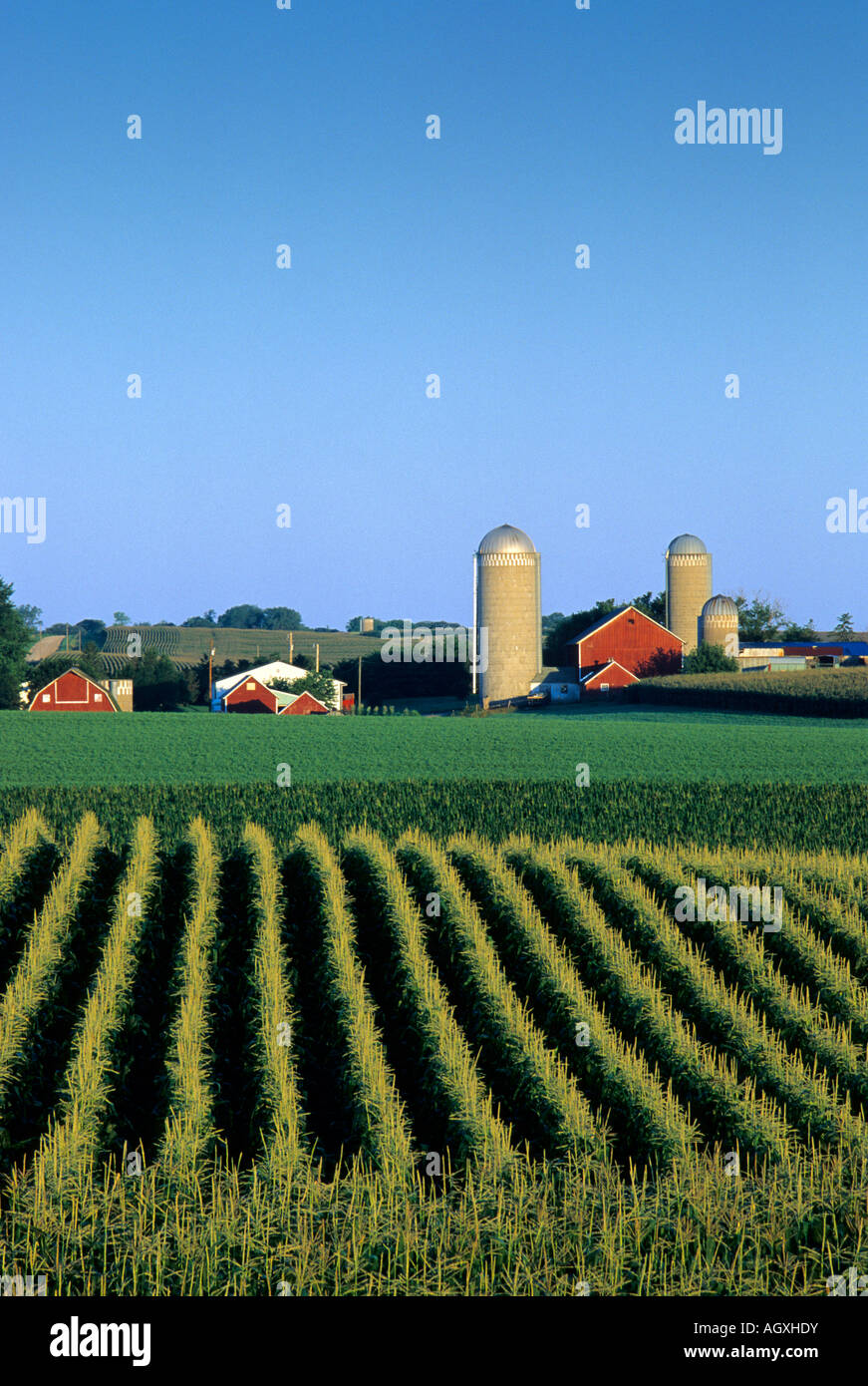 ROWS OF CORN AND FARM BUILDINGS IN S.E. MINNESOTA.  EARLY MORNING; LATE SUMMER Stock Photo