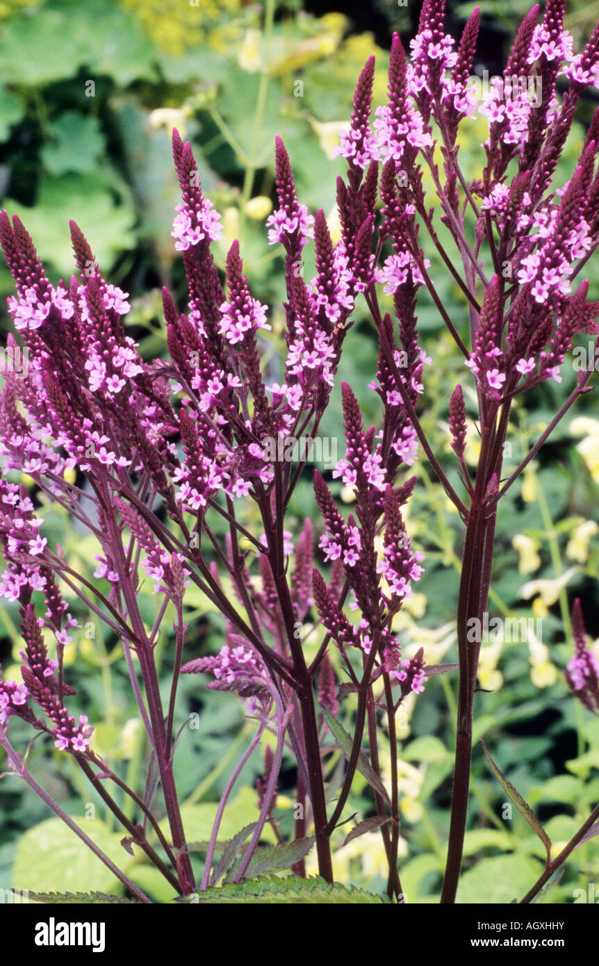 Verbena hastata f. rosea 'Pink Spires' pink purple flower garden plant Stock Photo