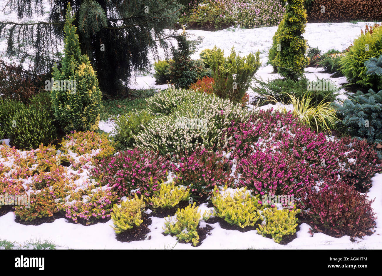 Winter Garden Snow heathers dwarf conifers Stock Photo