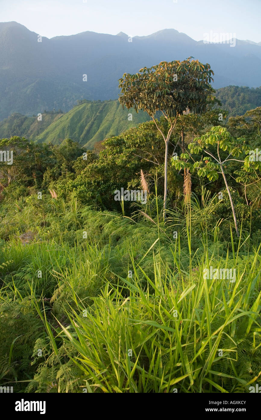 The jungle of the Sierra nevada de Santa Marta,  Colombia Stock Photo