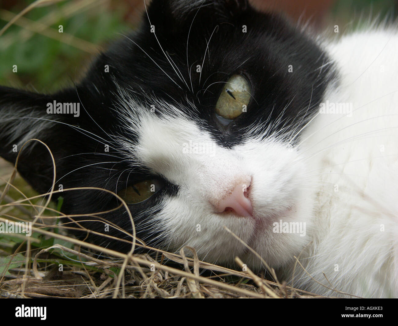Black and White Cat closeup 1 Stock Photo - Alamy