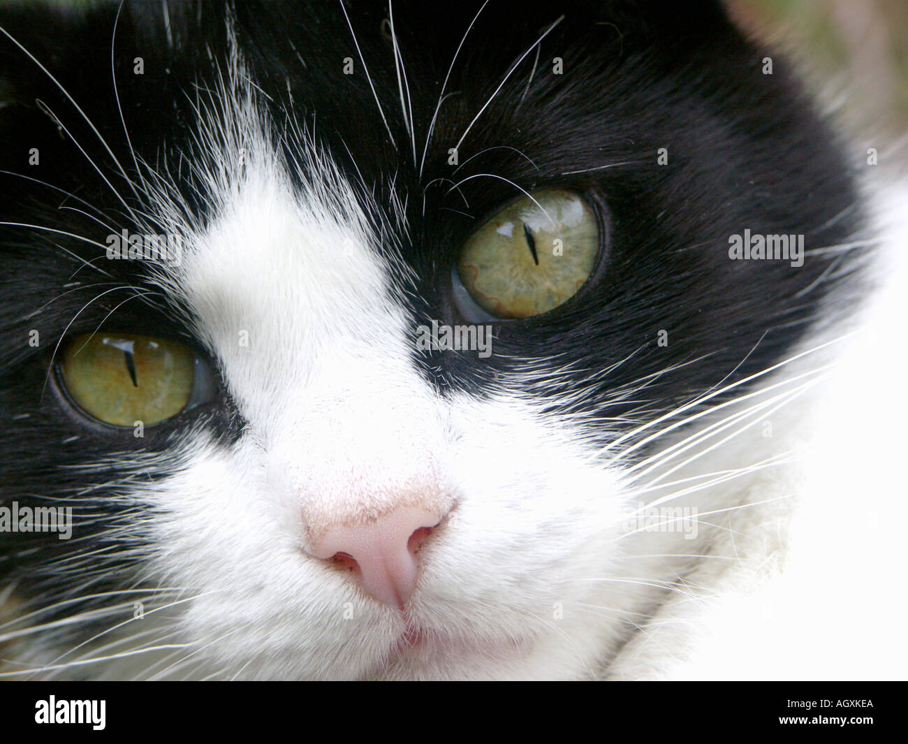 Black and White Cat closeup 3 Stock Photo - Alamy