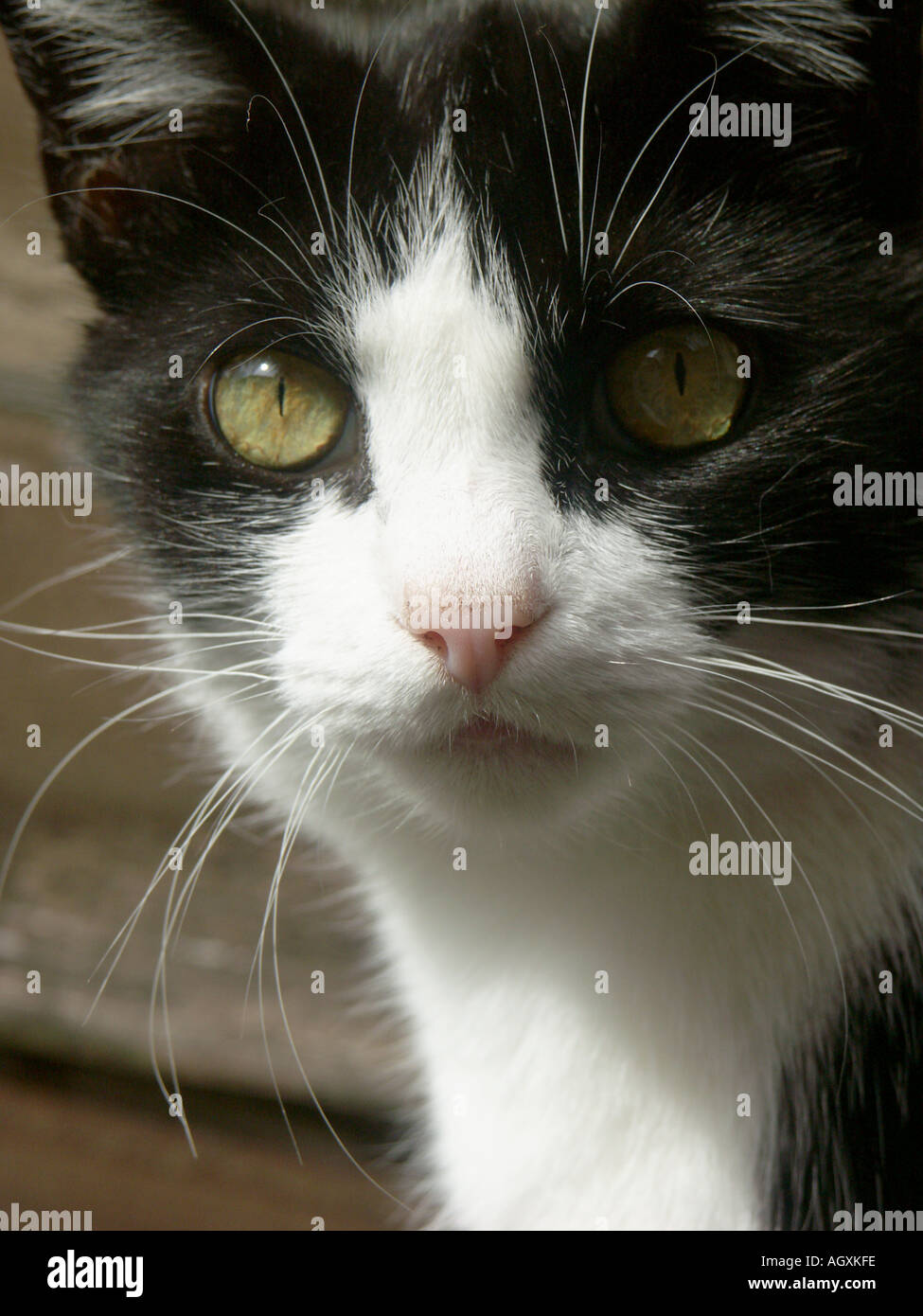 Black and White Cat closeup 7 Stock Photo - Alamy