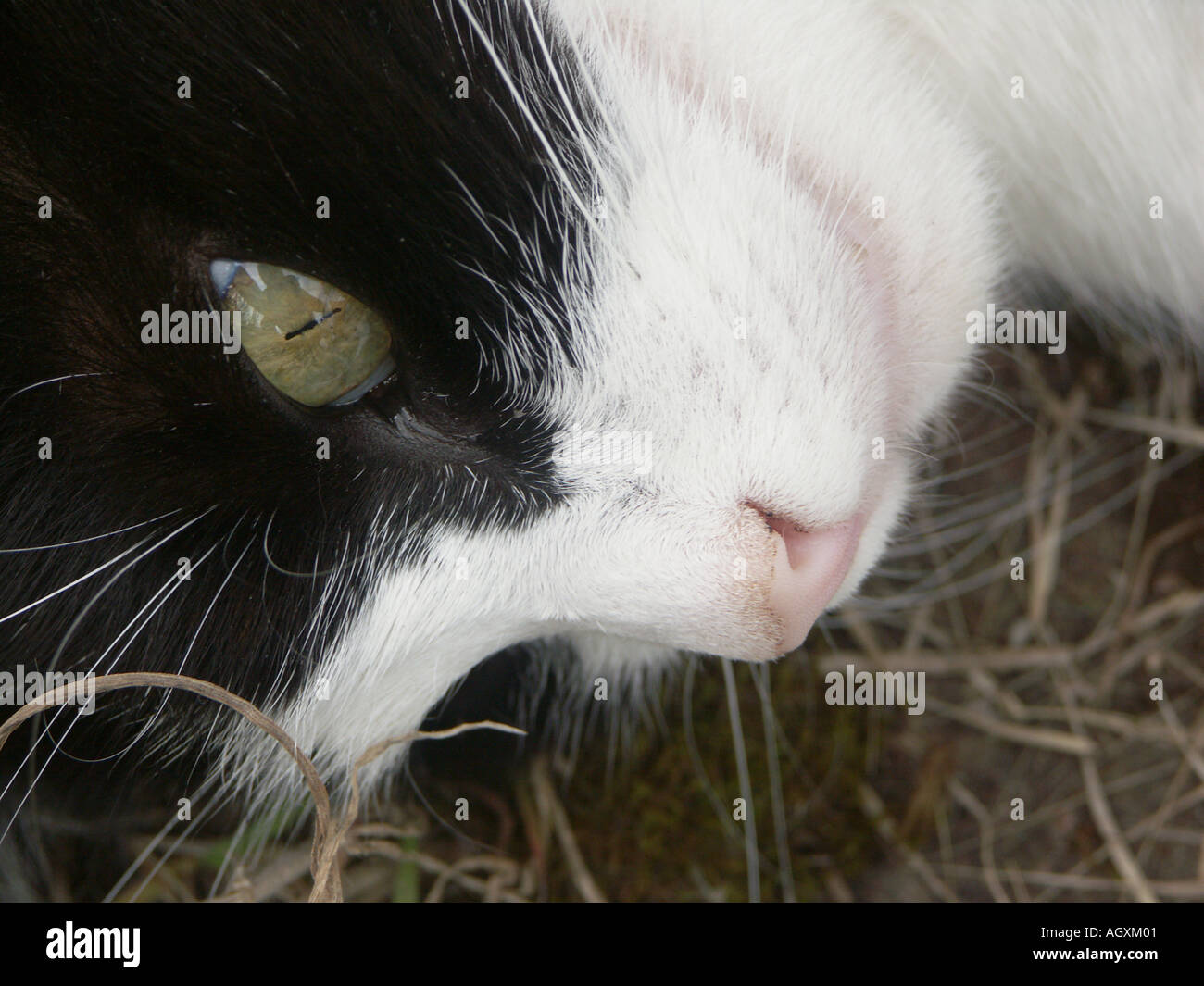 Black and White Cat closeup 8 Stock Photo - Alamy