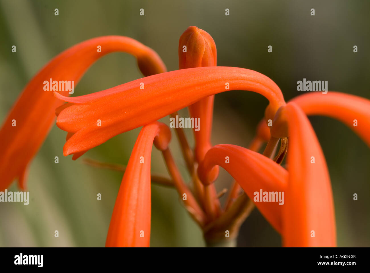 Cyrtanthus brachyscypus Amaryllidaceae Stock Photo