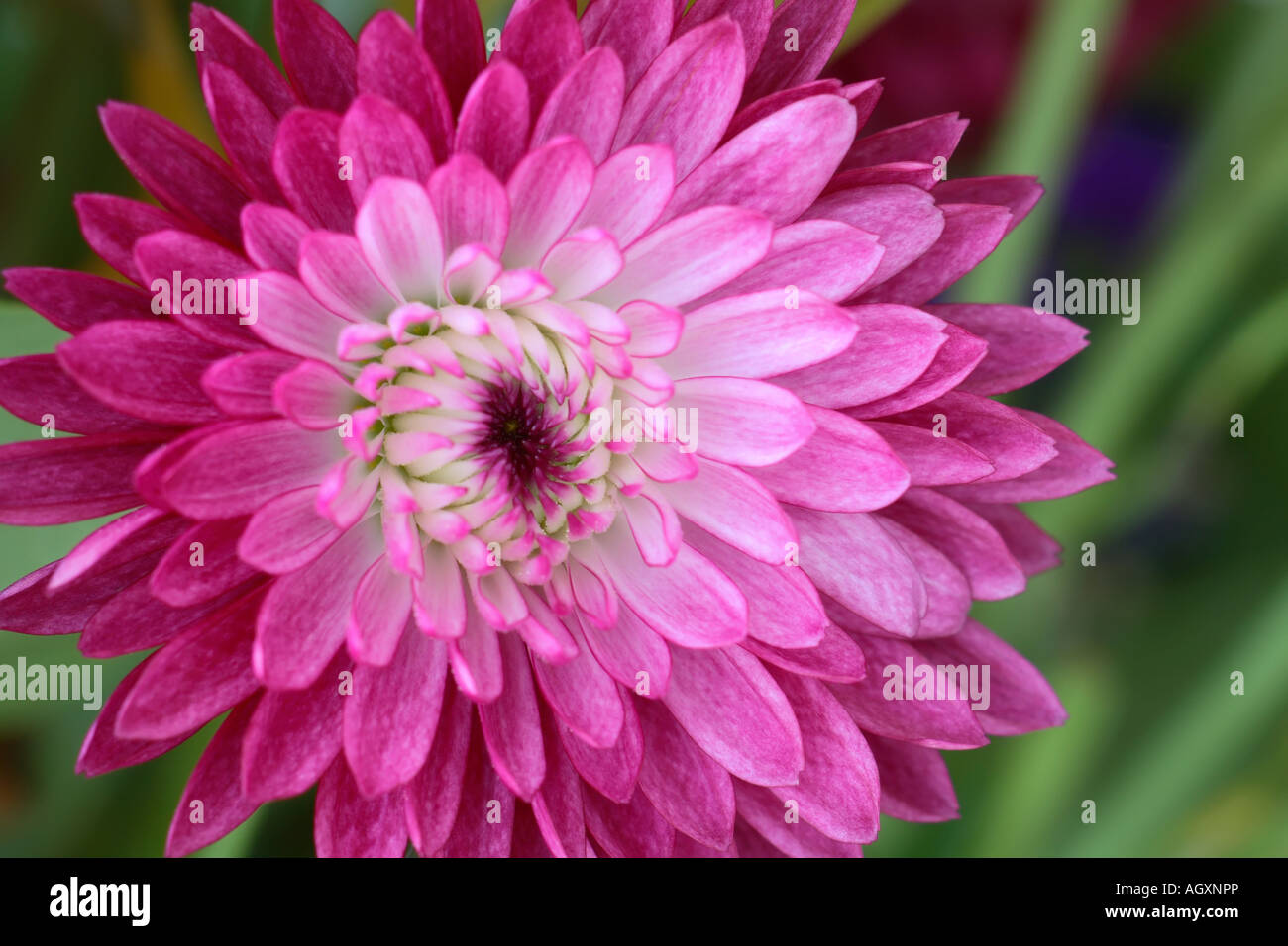 Pink chrysanthemum flower macro hi-res stock photography and images - Alamy