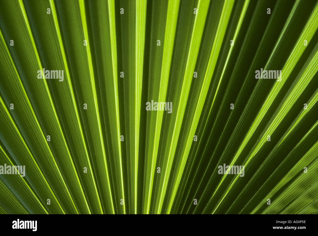 Fan palm frond Stock Photo - Alamy