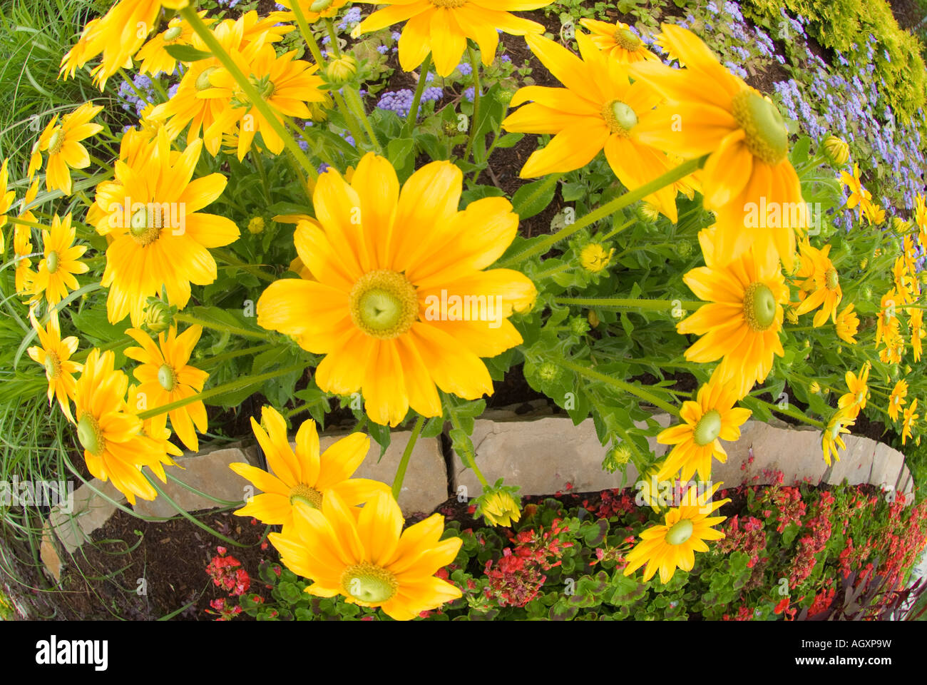 Canada Montreal Quebec Flowers displayed at the Montreal Garden Festival Stock Photo Alamy