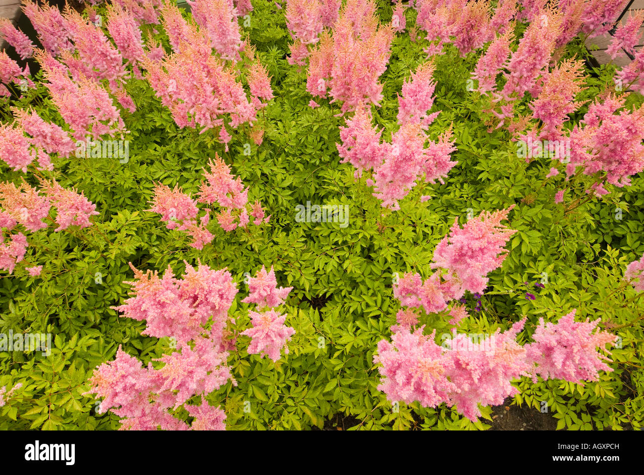 Canada Montreal Quebec Flowers displayed at the Montreal Garden Festival Stock Photo Alamy