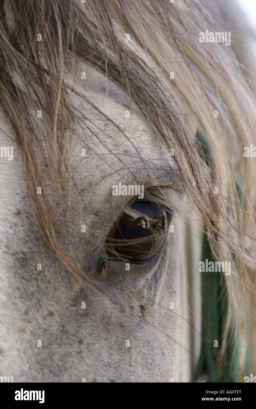 Close up of a Spanish horse, recently bitten by a spider Stock Photo