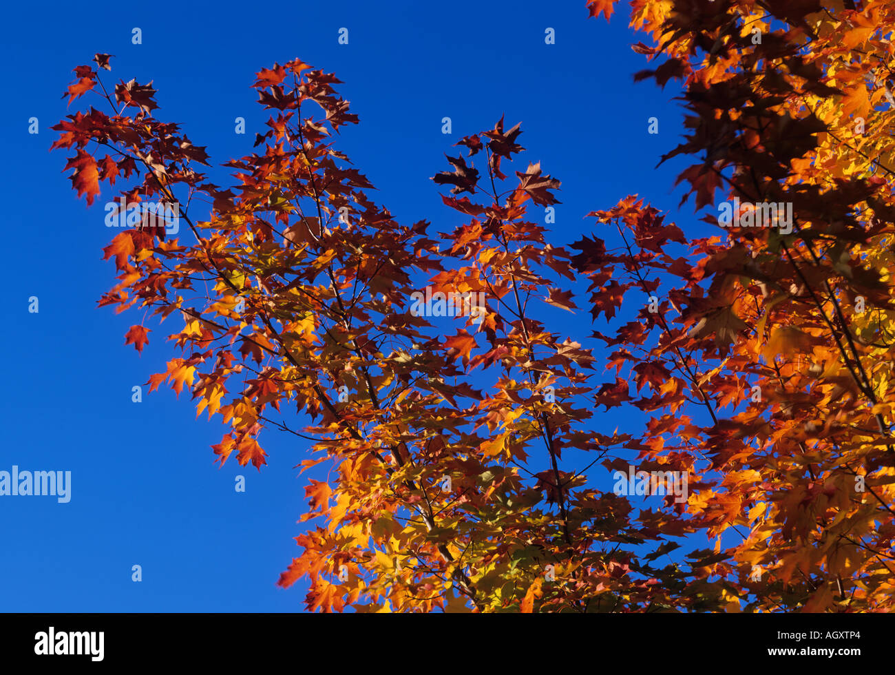 Maple in autumn, New England, USA Stock Photo
