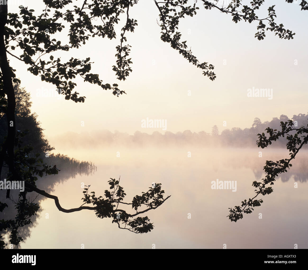 Misty dawn, Virginia Water, Surrey, England, UK Stock Photo