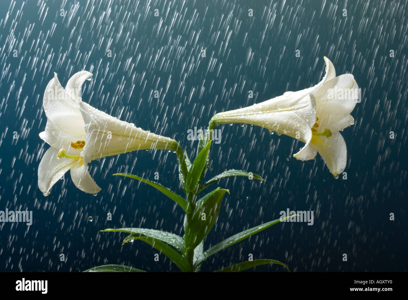 Rain on white lilies Stock Photo