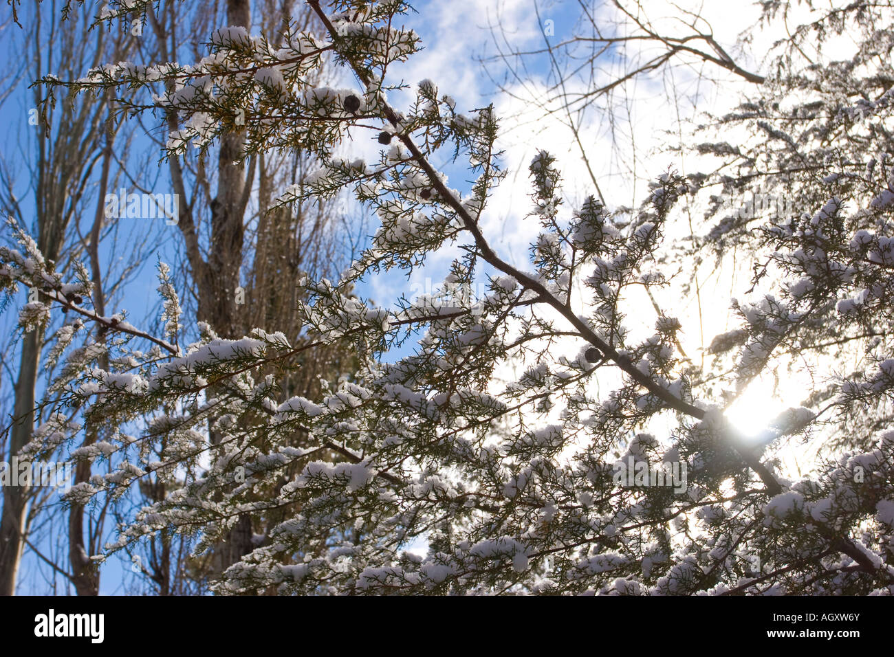 Pine tree branches covered with snow. Sky background Stock Photo - Alamy